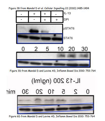 תספיג חלבון Western Blot שהופיע גם במקומות אחרים. הזיוף הגרפי הראשון שחשפה ביק | מתוך כתבה באתר https://n1info.si