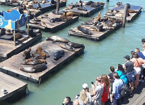 Live Streaming Webcam, California Sea Lions, Pier 39