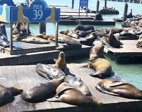 Pier 39 in San Francisco. Fotografie: Yonat Eshchar.