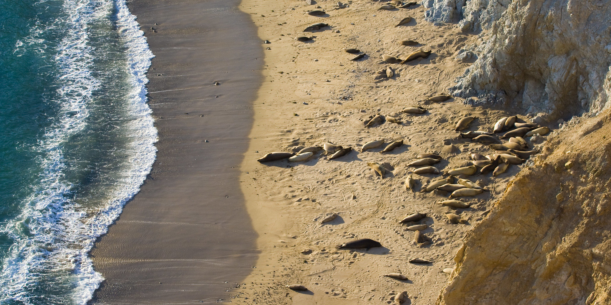 Seeelefanten an einem Strand in Point Reyes. Fotografie: Ken-ichi Ueda, Flickr