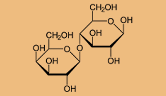 Haworth projection of the molecular structure of lactose. Formed when glucose and galactose are joined