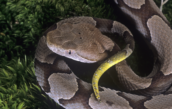 Auch bei der Schlange mit dem Namen Nordamerikanischer Kupferkopf (Agkistrodon contortrix) tritt Jungfernzeugung auf. Quelle: Jim Merli, Science Photo Library