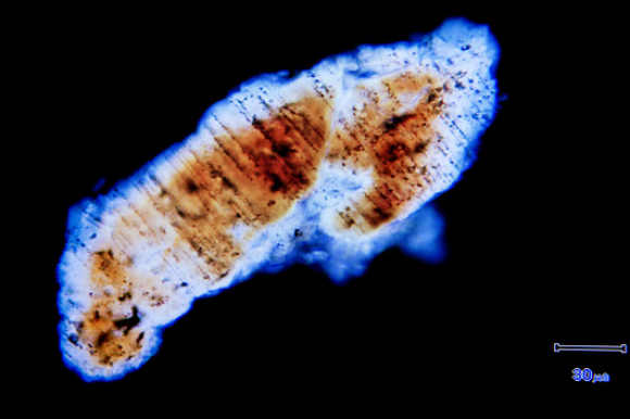 Collision of a large asteroid leaves remains that can be discovered even after millions of years. A damaged quartz grain, Chicxulub crater