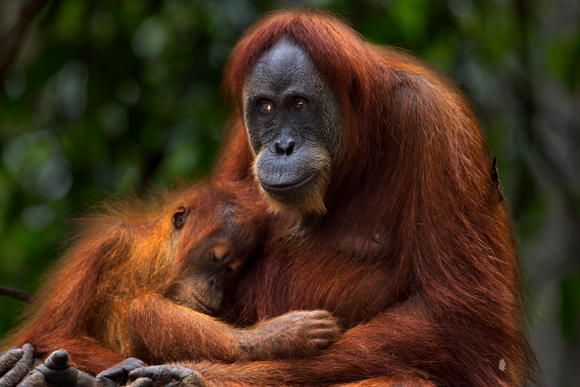 Orang-Utan Mutter mit ihrem 3 bis 4 jährigen Kind. SPL, Fiona Rogers