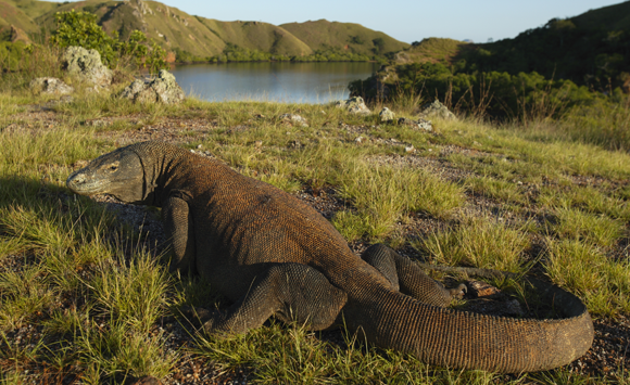 דרקון קומודו (Varanus komodoensis) באי באינדונזיה | Cyril Ruoso, Nature Picture Library, Science Photo Library