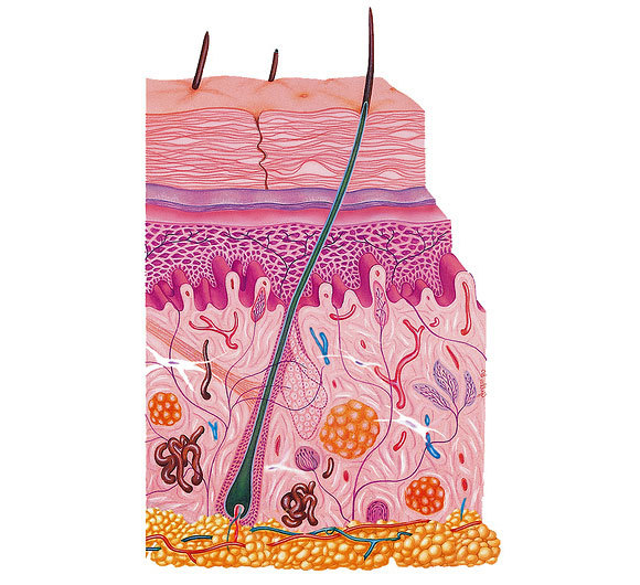 איור של שכבות האפידרמיס, דרמיס והיפודרמיס | מקור: Gilles / BSIP / Science Photo Library
