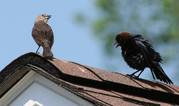 Die Küken, die in fremden Nestern aufwachsen, brauchen länger, um das Lied zu lernen. Kuhvogel-Männchen (rechts) umwirbt ein Weibchen. Wikipedia Jmalik