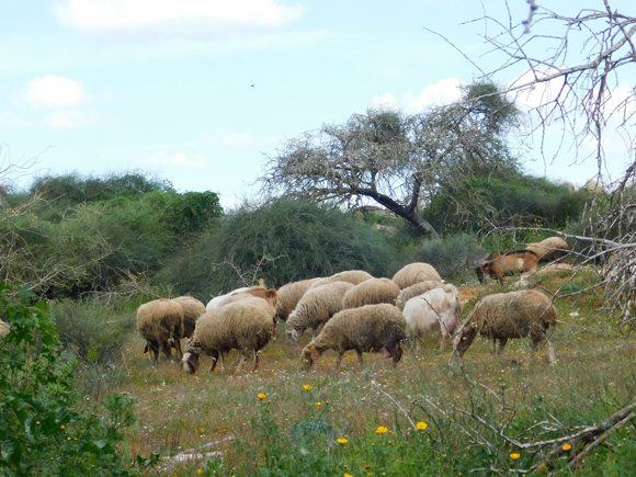 פעם היו כאן אנטילופות, יענים ואריות. היום יש עדרי כבשים ולא מעט פסולת. גבעת השיטה | צילום: איגור ארמיאץ' שטיינפרס