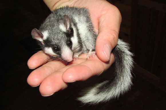 The first outbreak out of Africa occurred in the US because of a shipment of rodents, including giant pouched rats and dormice, coming from Ghana. A dormouse, Graphiurus ocularis | Source: Handré Basson, Wikimedia Commons