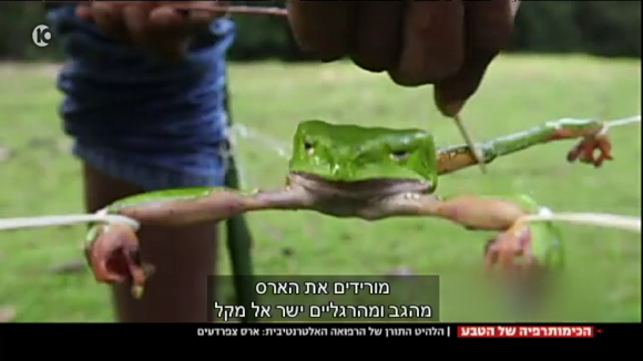 הרעל מסוכן לבני אדם ואינו מרפא מחלות, כך שהמטופלים (והצפרדע) סובלים לחינם. קמבו | צילום מסך מהכתבה בערוץ 10