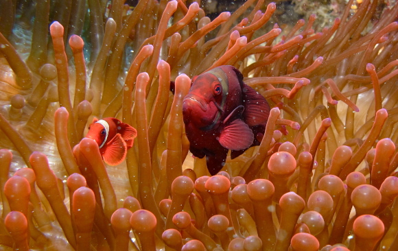 A Maroon Clownfish female (right) and male (Spine-cheeked Anemonefish) | Image: Bernard Dupont, flickr