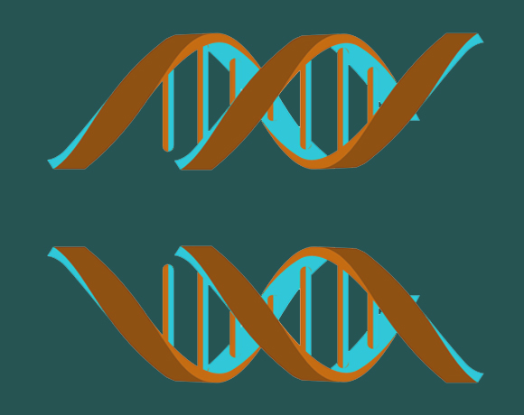 רק צורה אחת נכונה. DNA ימני, שקיים בטבע (למטה) ו-DNA שמאלי | איור: Shutterstock