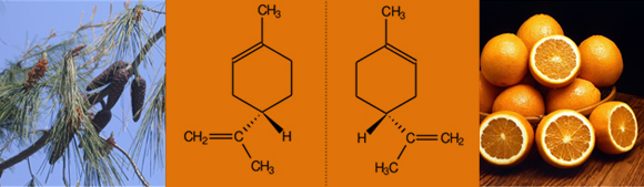 לימונן ימני נותן ריח של תפוז, לימונן שמאלי יוצר את ריח האורנים. מקור: ויקיפדיה