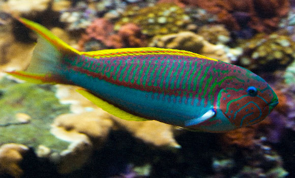 Ein Lippfisch im Roten Meer. Foto: Podolnaya Elena, Shutterstock