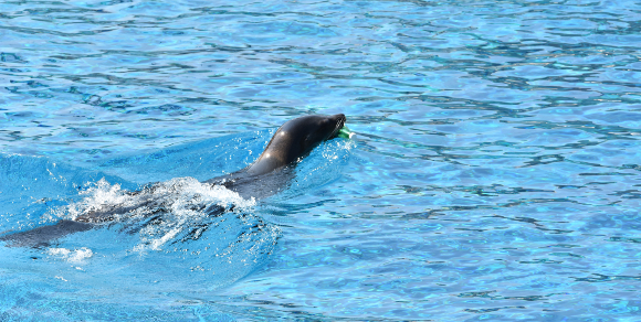 Ein Seelöwe in Kalifornien mit einer Flasche im Maul. Fotografie: Shutterstock.