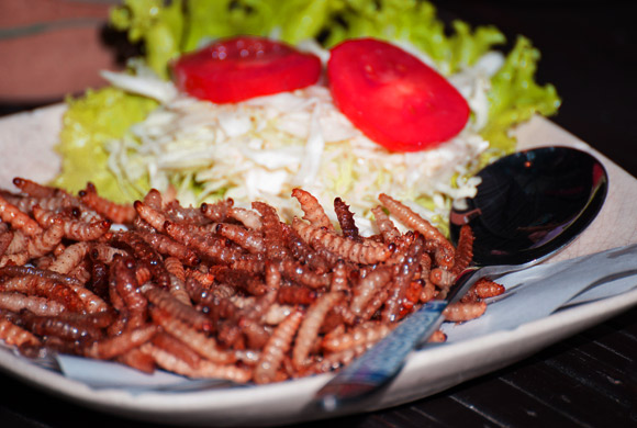 Edible butterfly larvae | Photo: Shutterstock