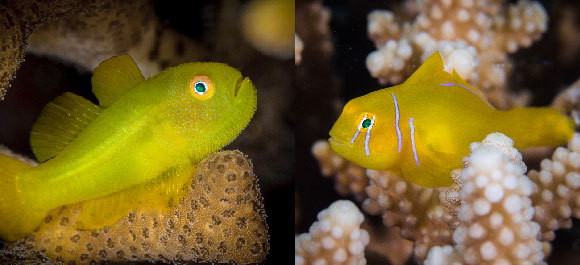 Eine Zitronen-Grundel (rechts) und eine Korallengrundel (links) – Foto: Madelein Wolfaardt (right), Mike Workman (left), Shutterstock