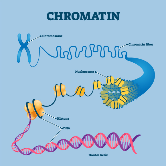 איור של מרכיבים בכרומוזום - נוקלאוזום (מבנה המכיל DNA והיסטונים), היסטון וסליל כפול של DNA | מקור: VectorMine, Shutterstock
