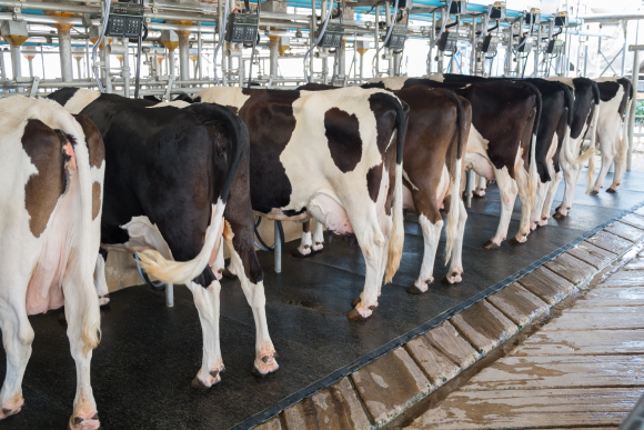 Milk substitutes will decrease the need for cows. Waiting for milking | Photo: TaraPatta, Shutterstock