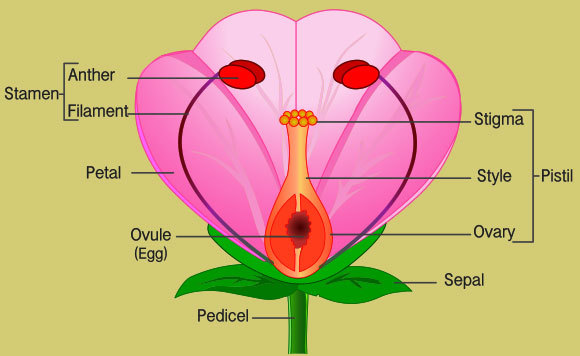 הפרח מורכב מאיברים רבים. השחלה (ovary) היא איבר הרבייה הנקבי והאבקן (stamen) הוא איבר הרבייה הזכרי | grayjay, Shutterstock