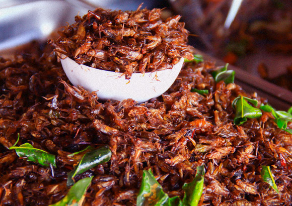 Edible grasshoppers | Photo: Shutterstock