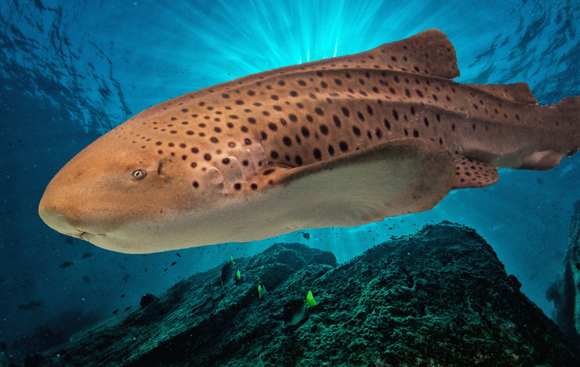 Zebrahai (Stegostoma fasciatum) Bild: Andrea Izzotti, Shutterstock